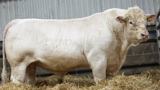 Charolais Beef Cattle  Large Robust WellMuscled [upl. by Herates761]