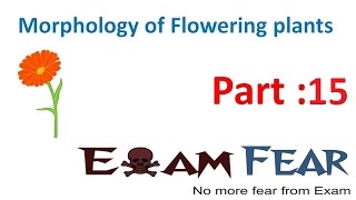 Biology Morphology of Flowering Plants part 15 Reticulate amp parallel Venation CBSE class 11 XI [upl. by Eentirb]