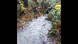 Coho Salmon Return to Waymire Creek [upl. by Norine978]