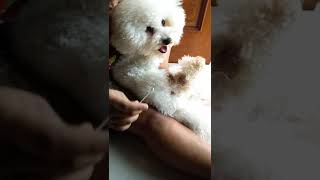 Male Bichon Frise Dog Screaming when babysitter applying ointment [upl. by Richmal]