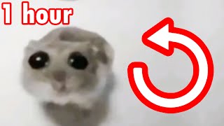 Sad Hamster REVERSED 1 Hour [upl. by Tingley764]