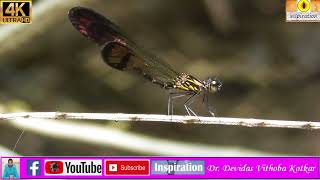 Dragonflies  Damselflies  Odonata  Insecta  Arthropoda Dr Devidas Vithoba Kotkar  Goa [upl. by Catherine]