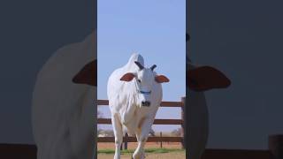 La Vaca Más Cara del Mundo Viatina un Récord de Millones [upl. by Schaumberger161]