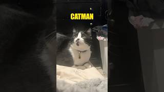 CATMAN 🎥 website submission from Trinity Chipowsky shorts [upl. by Berton]