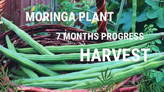 Growing Moringa Plant  7 months old  Seed to Harvest  2024 Gardening [upl. by Joycelin]