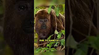 Top 5 Rarest Monkeys in world rarespecies extinction endangeredspecies monkey monkeys yt top5 [upl. by Jemie]