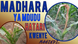 MADHARA YA MDUDU HATARI KWA MAHINDI STEM STALK BORE [upl. by Zendah]