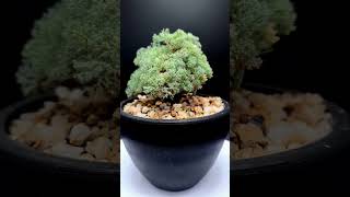 music instrumental vr timelapse cactus bonsai caudex bonsaitree 괴근식물 plants monsonia [upl. by Salguod343]