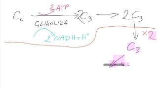 Biologia Na Żywo 01 Oddychanie tlenowe i fermentacja [upl. by Adnwahsar311]