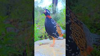 Black Partridge Sound  partridgesound shorts birds viral animals [upl. by Kellie]