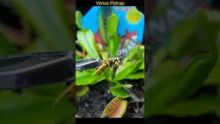 Venus flytrap growing and eating wasp TimeLapse [upl. by Joelle882]