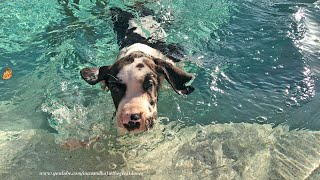 Harlequin Great Dane Puppy Enjoys His First Swim [upl. by Akym]