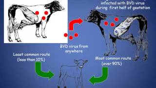 Dr Robert Stout  Bovine Virus DiarrheaPersistent Infection Management [upl. by Coralyn]