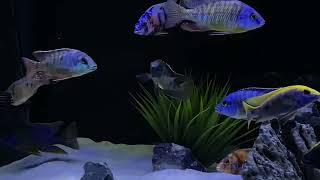 Beautiful Placidochromis Johnstoni [upl. by Alol]