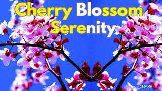 Cherry Blossom Ambience in Lake Calm your Mind Body amp Soul [upl. by Erait135]