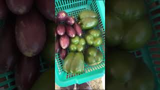 Reach maturity in 75 days shortsfeed farming qualityseeds vegetableseeds shortskenya garden [upl. by Carn]