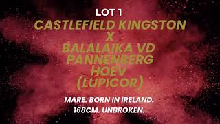 Lot 1  Castlefield Kingston X Balalaika VD Pannenberg Hoev Lupicor 3 yr old Filly [upl. by Reinal762]