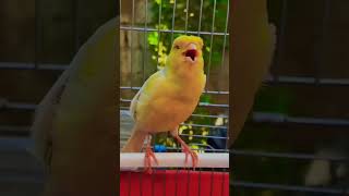 Kanarienvogel gesang canarysounds youtubeshorts shorts [upl. by Eurd]