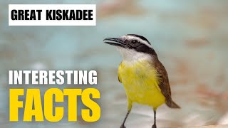 Exploring the Mysterious Great Kiskadee  Interesting Facts  The Beast World [upl. by Eicul309]