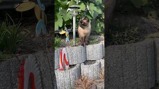 Die Sonnenstrahlen genießen katzenvideos siamese shortsfeed catlover youtubeshorts [upl. by Notsgnik]