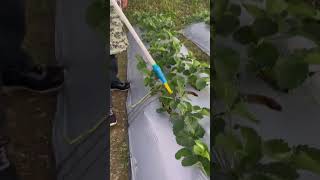 Strawberry root care and seedling strawberry planting tips strawberry planting satisfying [upl. by Nylirej]