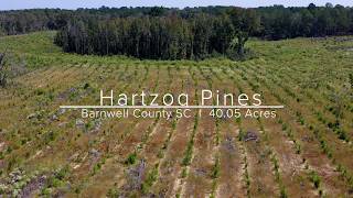 Hartzog Pines  Land for Sale  Barnwell County South Carolina [upl. by Creighton242]