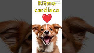 Ritmo cardíaco de los perros ❤️ [upl. by Mook]