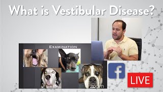 Vestibular Disease in Small Animals  Facebook Live Q amp A with Dr Wong [upl. by Ynneh]