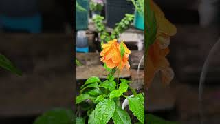 CROSSANDRA FlOWER PROPAGATION crossandraflower crossandra [upl. by Anniken]