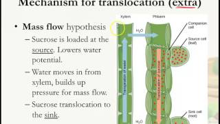 Transport in Plants Translocation in phloem Part 2 [upl. by Coveney]