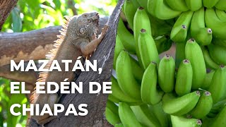 La tierra del plátano 🍌 y la iguana 🦎 en Chiapas  Mazatán el edén del Soconusco [upl. by Alel]