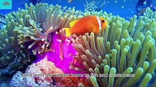 Coral Reefs 110  National Geographic [upl. by Xela]