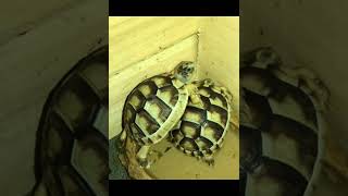 Southern European Marginated Tortoise Hatchlings [upl. by Nosremaj977]