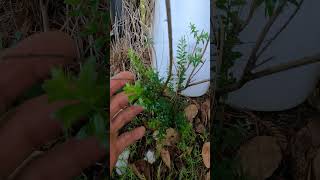 Small leaf Myrtle makes full recovery after a bad deep freeze [upl. by Lleira]