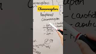 Chemoreceptorsshorts physiology respiratory [upl. by Ecidna]