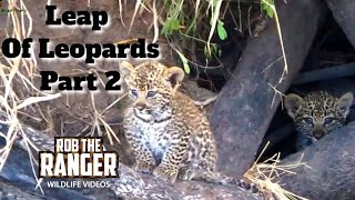 Leap Of Leopards Mother And Cubs 2 Cubs Get Braver [upl. by Arraeis]