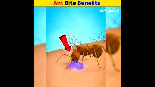 Ant Bite Benefits  Arslan Speaks shortsfeed amazingfacts facts ants [upl. by Stalker]