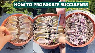 How I Propagate My Succulents 🪴 Succulent Garden 多肉植物  다육이들  Suculentas [upl. by Malynda]