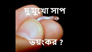 দু মুখো সাপ  অন্ধ সাপ  Brahmini Blind Snake Most smallest snake  Nittyas Animal Society [upl. by Tnarb]