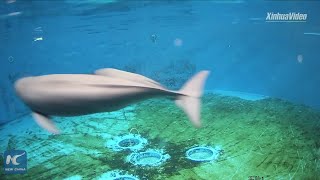 Video captures moment Yangtze finless porpoise was born [upl. by Rolfe]