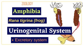 Amphibia Rana tigrina frog  Urinogenital System  Zoology [upl. by Cecilio639]