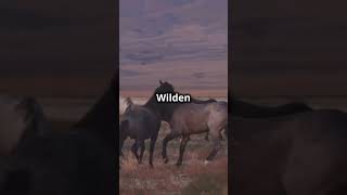 Mustangs – Die Legenden des Wilden Westens 🐎🌵mustang shortsvideo mustangs pferd [upl. by Bibeau]