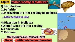 Filter feeding in Mollusca  Filter feeding in unio  Digestion and nutrition in Mollusca [upl. by Draw]