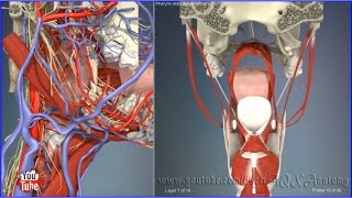 Pharynx and laryx close up  3D Human Anatomy  Organs [upl. by Marshall]