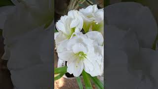 Impresionante hippeastrum amaryllis Alfresco con sus cinco flores abiertas amaryllis flowers [upl. by Acirt]