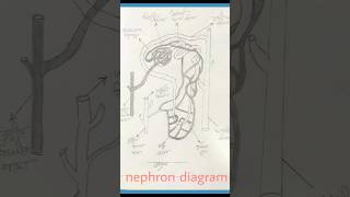 How to draw nephron diagram shorts art viralshorts [upl. by Farrica275]