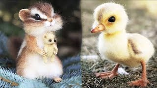 Cute Baby Animals Videos Compilation  Funny and Cute Moment of the Animals 2  Cutest Animals 2024 [upl. by Yduj238]