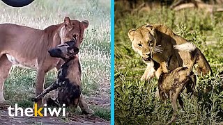 Wild dog tricks lioness with a clever trick [upl. by Llatsyrc]