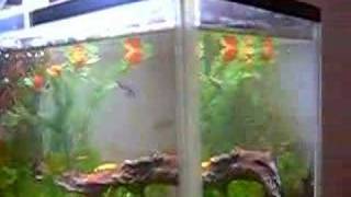 My Tropical Fish Aquarium 11 litre  Chinese Garden [upl. by Yttig]