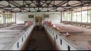 Veterinary College Hebbal Piggery unit [upl. by Abixah]